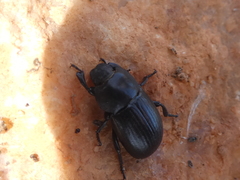 Phylan abbreviatus