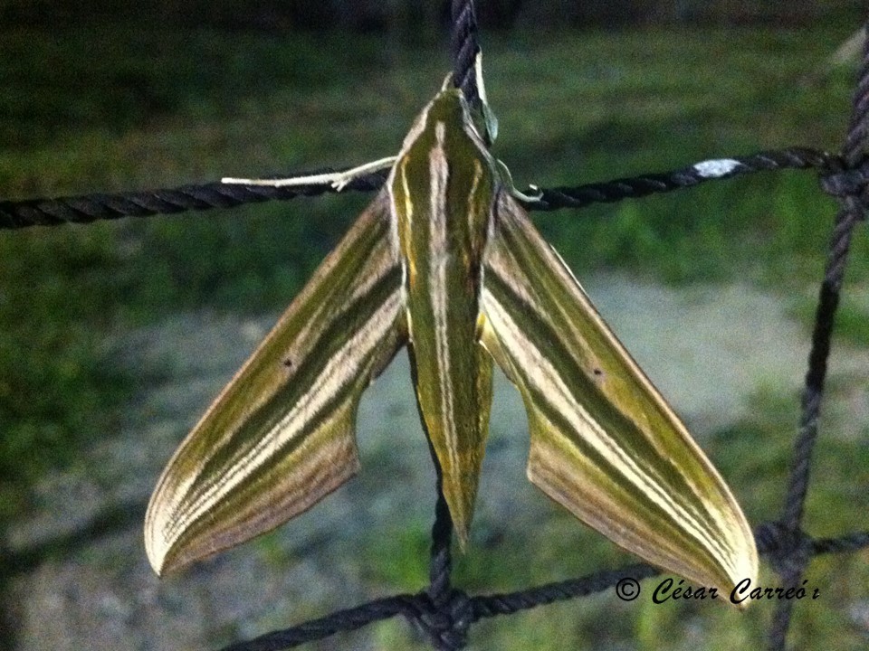 Xylophanes eumedon