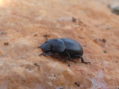 Phylan abbreviatus