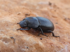Phylan abbreviatus