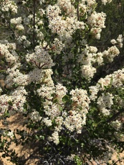 Ceanothus perplexans