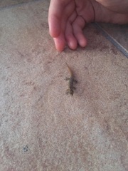 Sphaerodactylus macrolepis