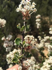 Ceanothus verrucosus