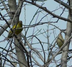 Chloris chloris