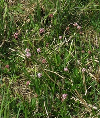 Valeriana dioica