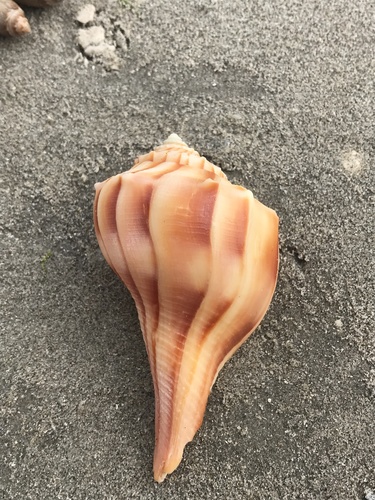 Texas Lightning Whelk