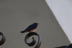 Hirundo rustica