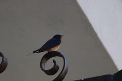 Hirundo rustica