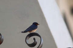 Hirundo rustica