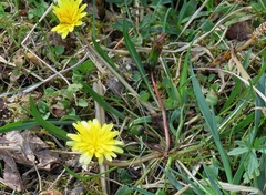 Taraxacum palustre