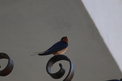 Hirundo rustica