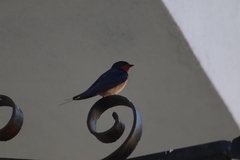 Hirundo rustica