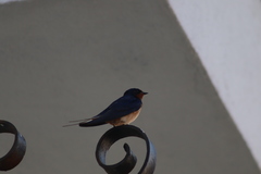 Hirundo rustica