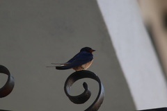 Hirundo rustica