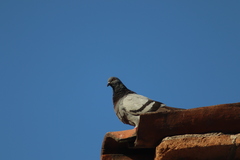 Columba livia