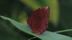 Elymnias hypermnestra beatrice