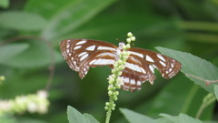 Phaedyma columella singa