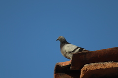 Columba livia