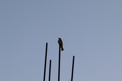 Tyrannus melancholicus