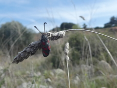 Zygaena rhadamanthus
