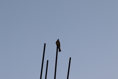 Tyrannus melancholicus