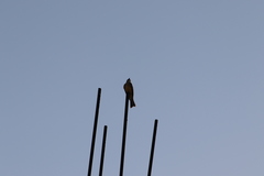 Tyrannus melancholicus