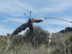 Zygaena rhadamanthus