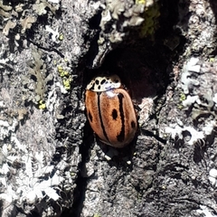 Mulsantina hudsonica