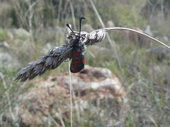 Zygaena rhadamanthus