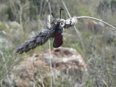 Zygaena rhadamanthus