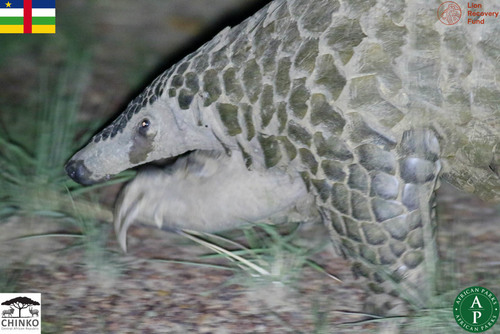 Giant Ground Pangolin