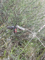 Zygaena rhadamanthus