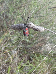 Zygaena rhadamanthus