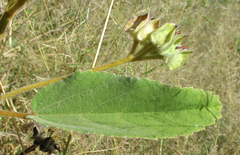 Melhania forbesii