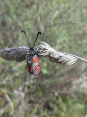 Zygaena rhadamanthus