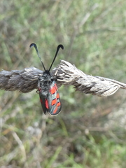 Zygaena rhadamanthus