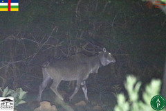 Tragelaphus derbianus gigas