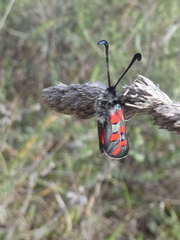 Zygaena rhadamanthus