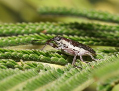 Rhinotia melanocephala