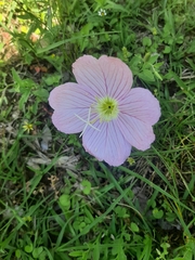 Oenothera speciosa