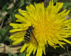 Chrysotoxum cautum