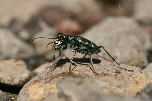 iNaturalist observation photo of Green Long-lipped Tiger Beetle