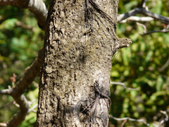 Hymenodictyon obovatum