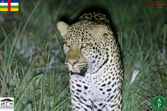 Panthera pardus image