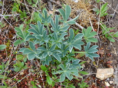 Lupinus hispanicus