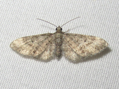 Eupithecia jejunata