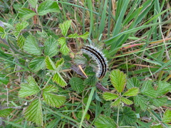 Malacosoma franconicum