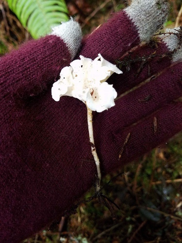 Stereopsis humphreyi image