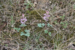 Corydalis paczoskii