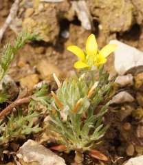 Ceratocephala falcata